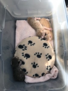 In the car on the way back home. 